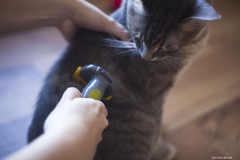 Čištění kočky pomocí nástroje na čištění domácích mazlíčků