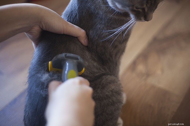 Brosser votre chat avec un outil de toilettage pour animaux