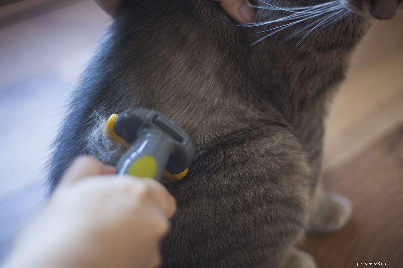 Escovando seu gato com uma ferramenta de limpeza de pelos