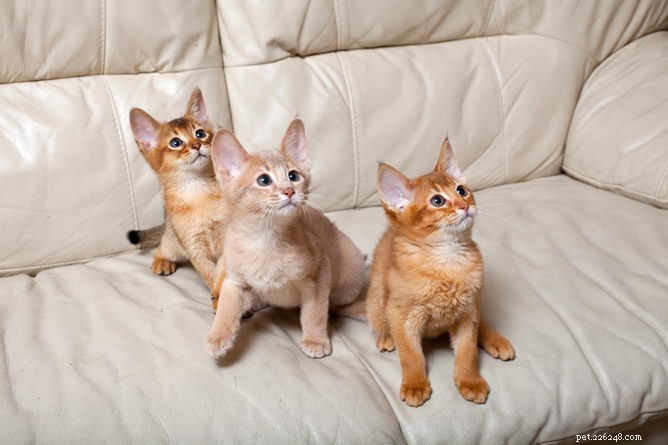 Информация о породе абиссинской кошки Профиль породы