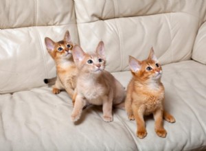 Abessijnse kattenrasinformatie Rasprofiel