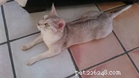 Информация о породе абиссинской кошки Профиль породы