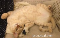 Информация о породе австралийской туманной кошки Профиль породы