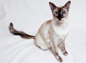Информация о породе балинезийской кошки Профиль породы