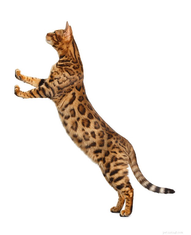 ベンガル猫の品種情報品種プロファイル 