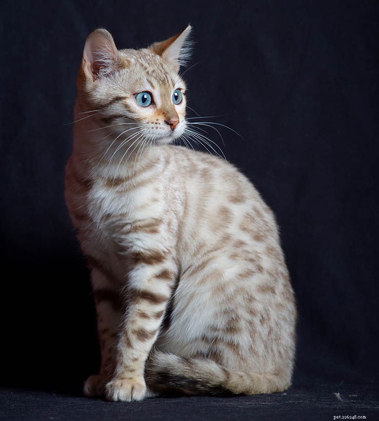 Информация о породе бенгальской кошки Профиль породы