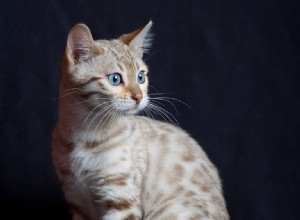 Informazioni sulla razza del gatto del Bengala Profilo della razza