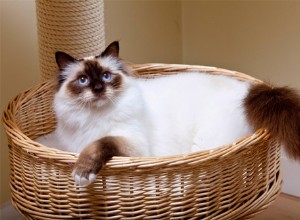 Информация о породе бирманской кошки Профиль породы