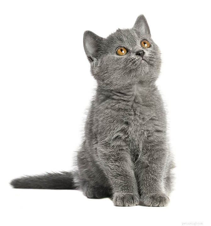 Informações sobre a raça do gato de pelo curto britânico Perfil da raça