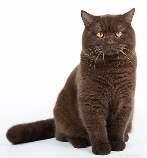 Informazioni sulla razza del gatto British Shorthair Profilo della razza