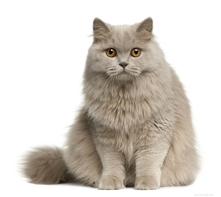 Informações sobre a raça do gato de pelo curto britânico Perfil da raça