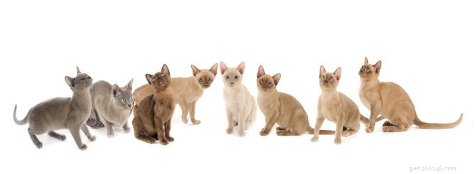 Informações sobre a raça do gato birmanês Perfil da raça
