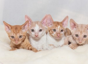 Информация о породе кошек корниш-рекс Профиль породы
