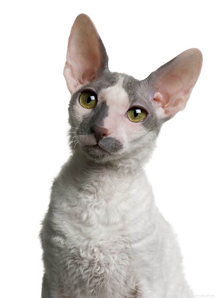 コーニッシュレックス猫の品種情報品種プロファイル 