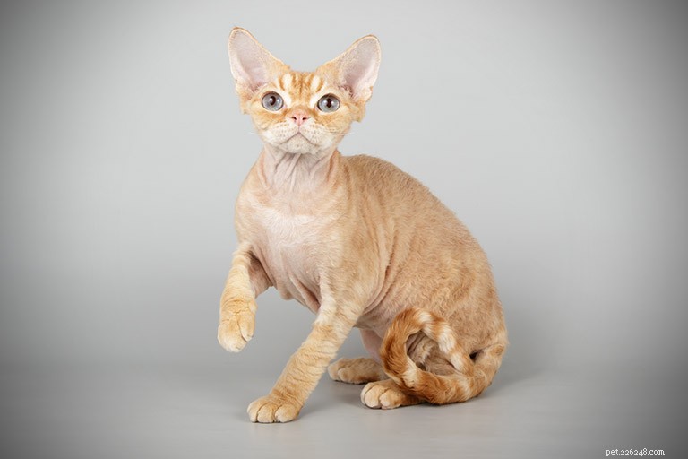 Informazioni sulla razza del gatto Devon Rex Profilo della razza