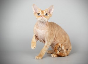 Информация о породе кошек Девон-рекс Профиль породы
