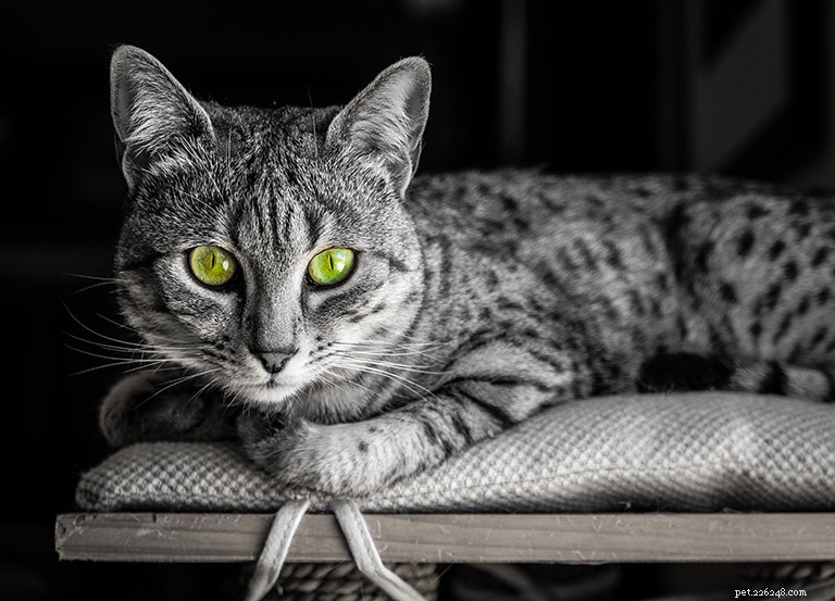 이집트 마우 고양이 품종 정보 품종 프로필