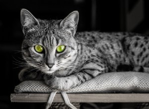 Egyptisk Mau Cat rasinformation Rasprofil