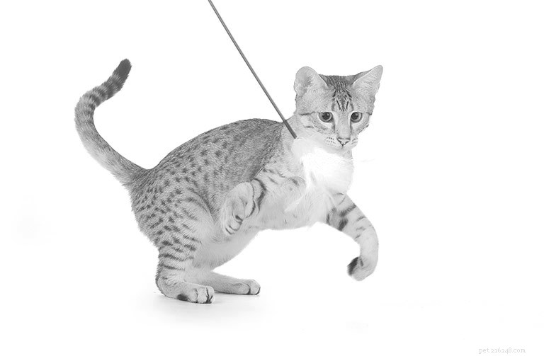 이집트 마우 고양이 품종 정보 품종 프로필