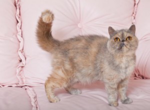 Информация о породе экзотической короткошерстной кошки Профиль породы