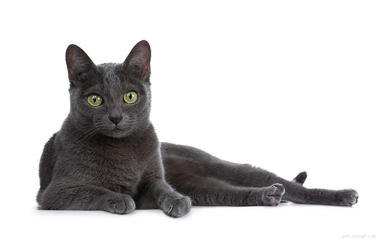 Информация о породе кошек Корат Профиль породы