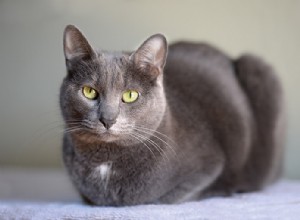 Informazioni sulla razza del gatto Korat Profilo della razza