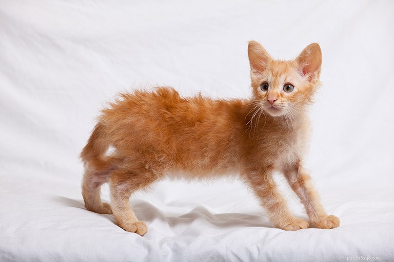 Informazioni sulla razza del gatto LaPerm Profilo della razza