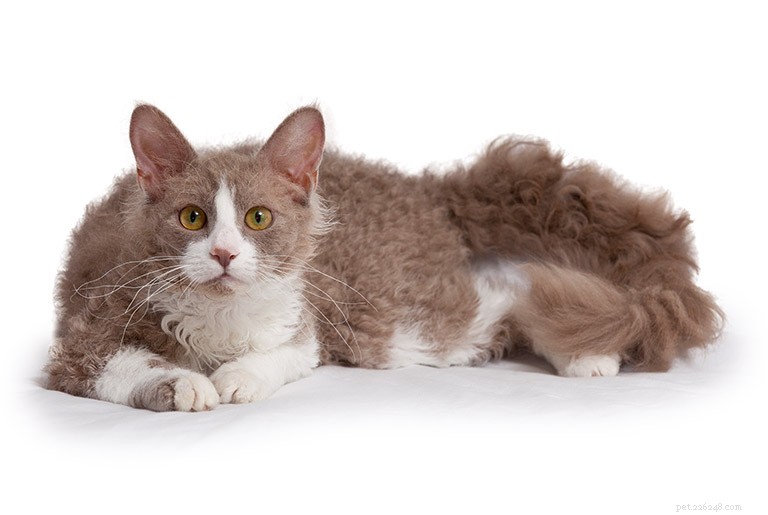 Informazioni sulla razza del gatto LaPerm Profilo della razza