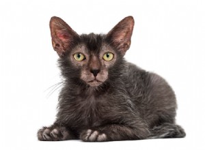 Informazioni sulla razza del gatto Lykoi