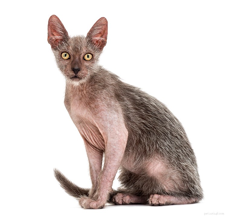 Информация о породе Lykoi Cat Профиль породы
