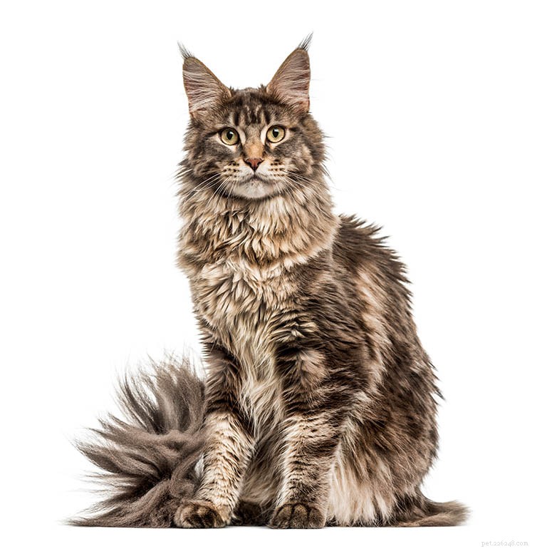 Информация о породе кошек мейн-кун Профиль породы