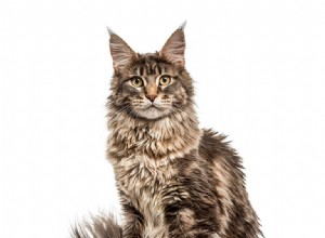 Informazioni sulla razza del gatto Maine Coon Profilo della razza
