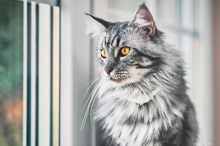 Информация о породе кошек мейн-кун Профиль породы
