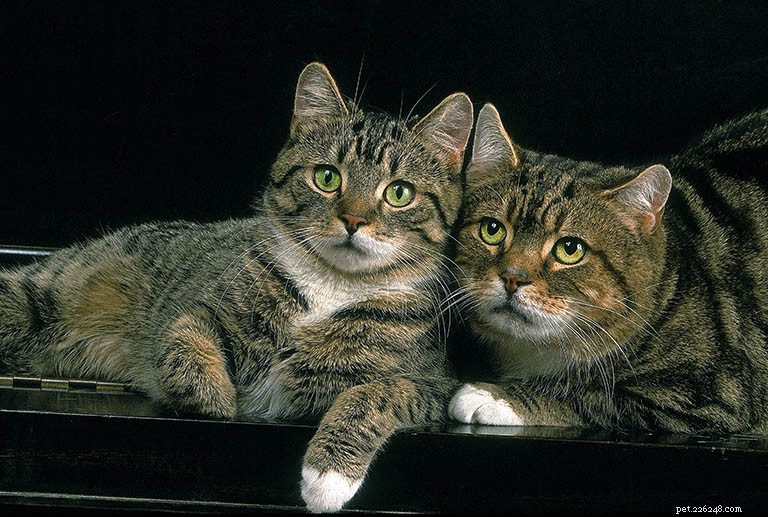 Профиль породы мэнских кошек