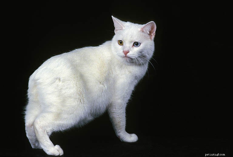 Profilo razza felina Manx