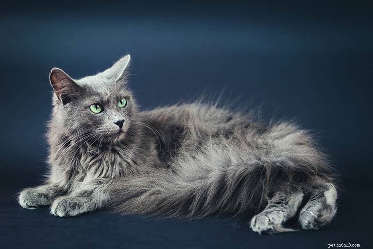 Информация о породе кошек Nebelung Профиль породы