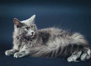 Informações sobre a raça do gato Nebelung Perfil da raça