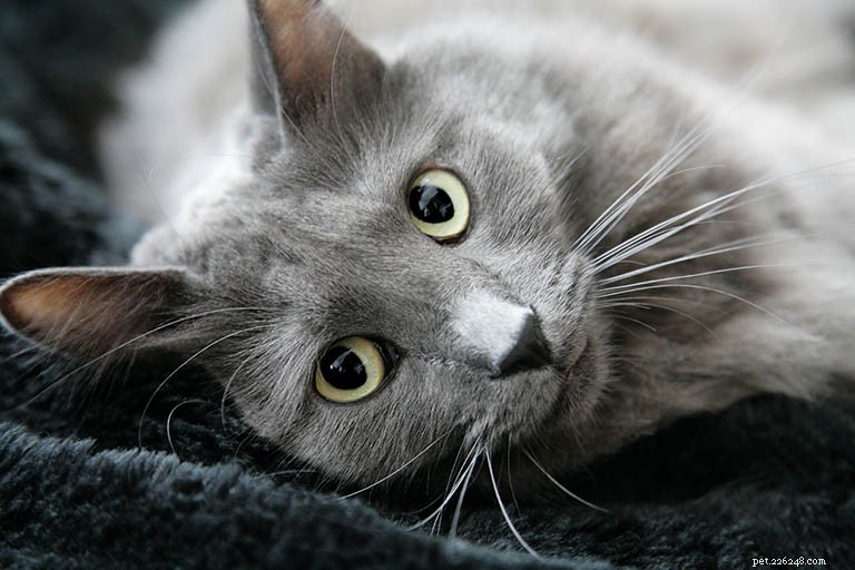 Информация о породе кошек Nebelung Профиль породы