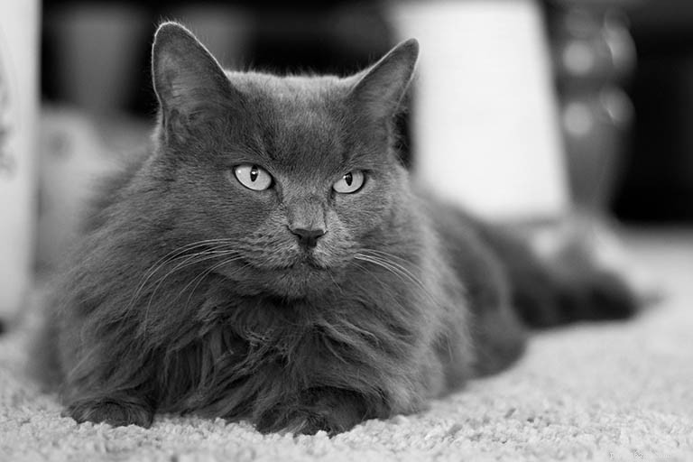 Informazioni sulla razza del gatto Nebelung Profilo della razza