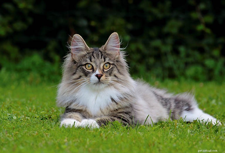 Informações sobre a raça do gato norueguês da floresta Perfil da raça
