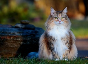 Informations sur la race du chat des forêts norvégiennes Profil de race