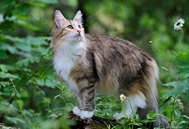 Informations sur la race du chat des forêts norvégiennes Profil de race