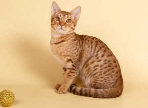 Informazioni sulla razza del gatto Ocicat Profilo della razza