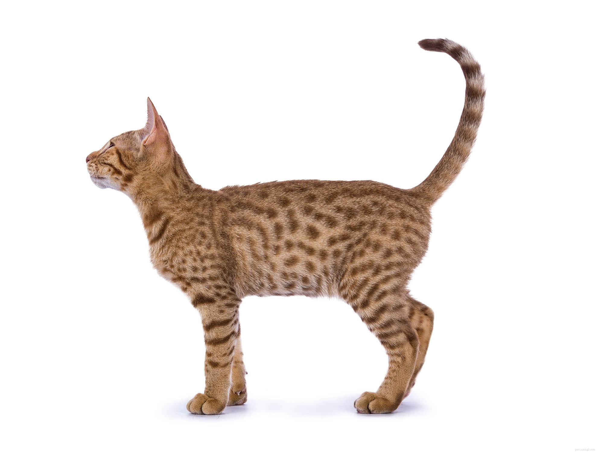 オシキャット猫の品種情報品種プロファイル 