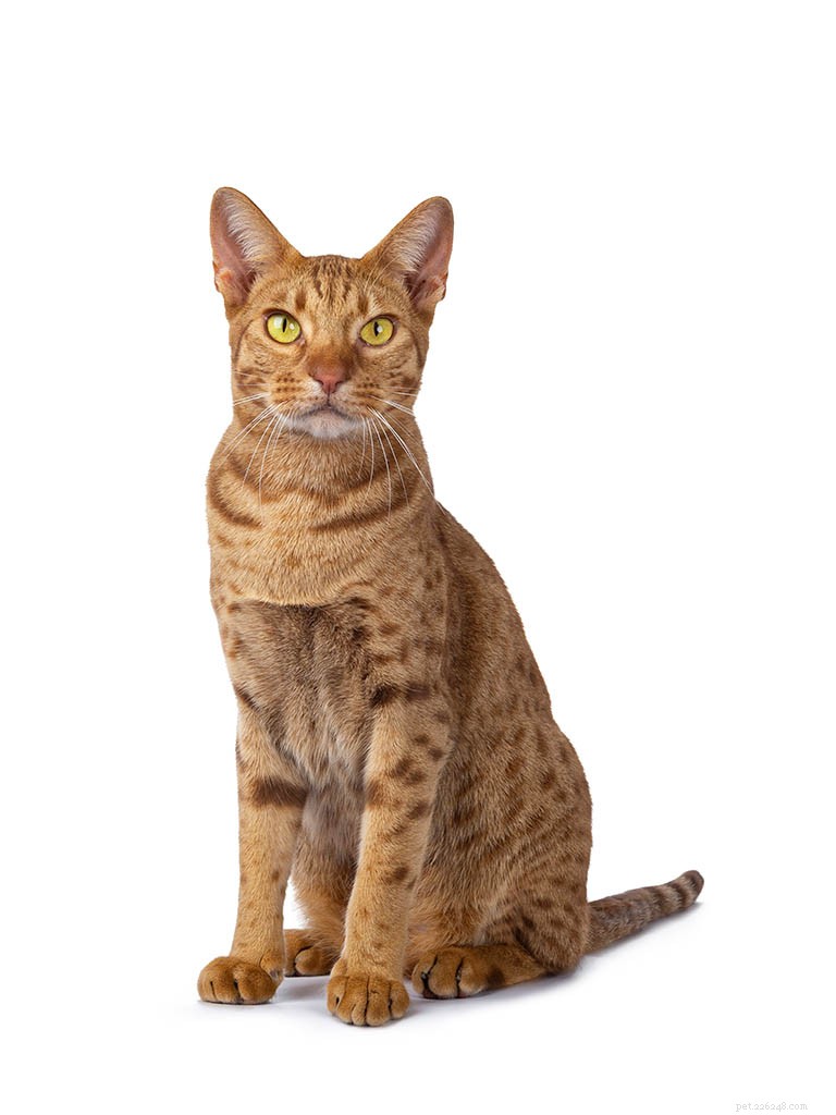 Informazioni sulla razza del gatto Ocicat Profilo della razza