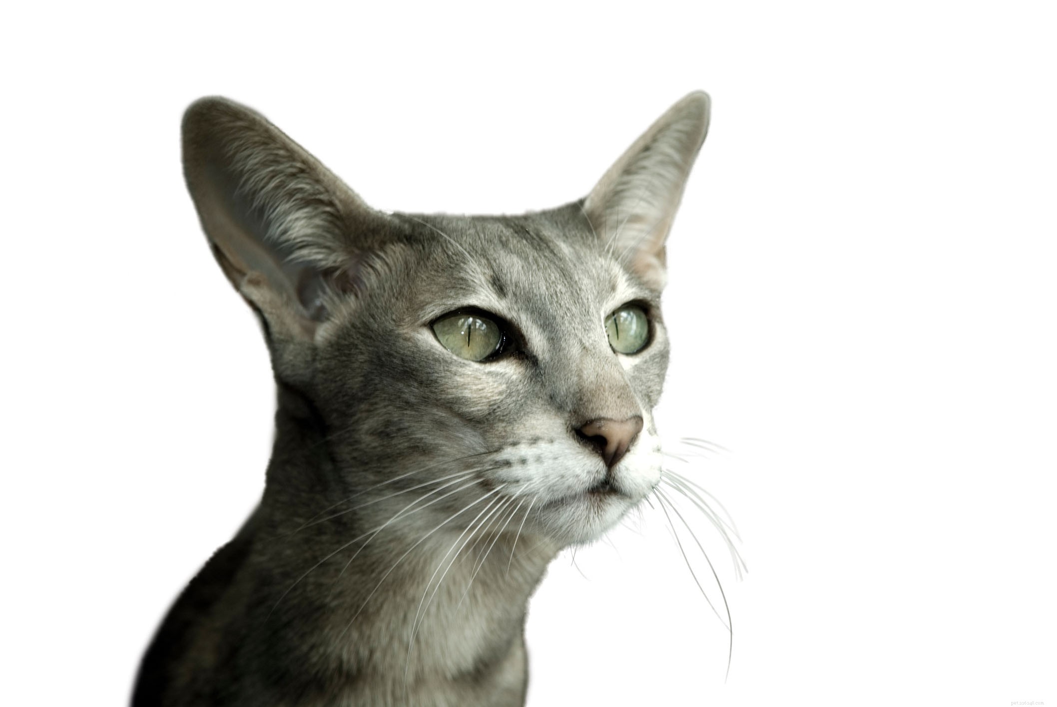 Rasinformation för orientaliska katter Rasprofil