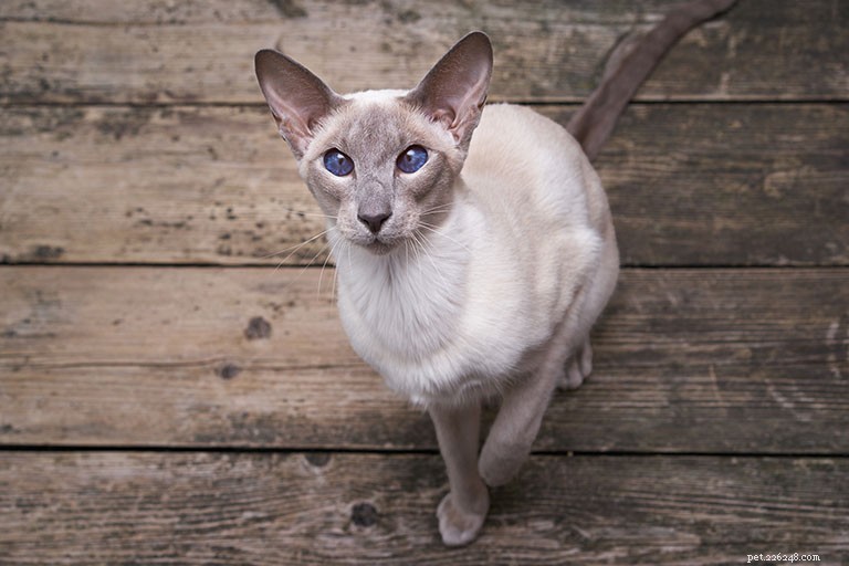 Информация о породе ориентальной кошки Профиль породы