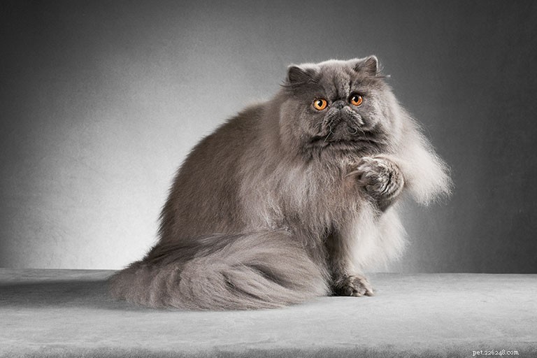 Информация о породе персидской кошки Профиль породы