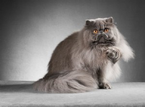 Информация о породе персидской кошки Профиль породы