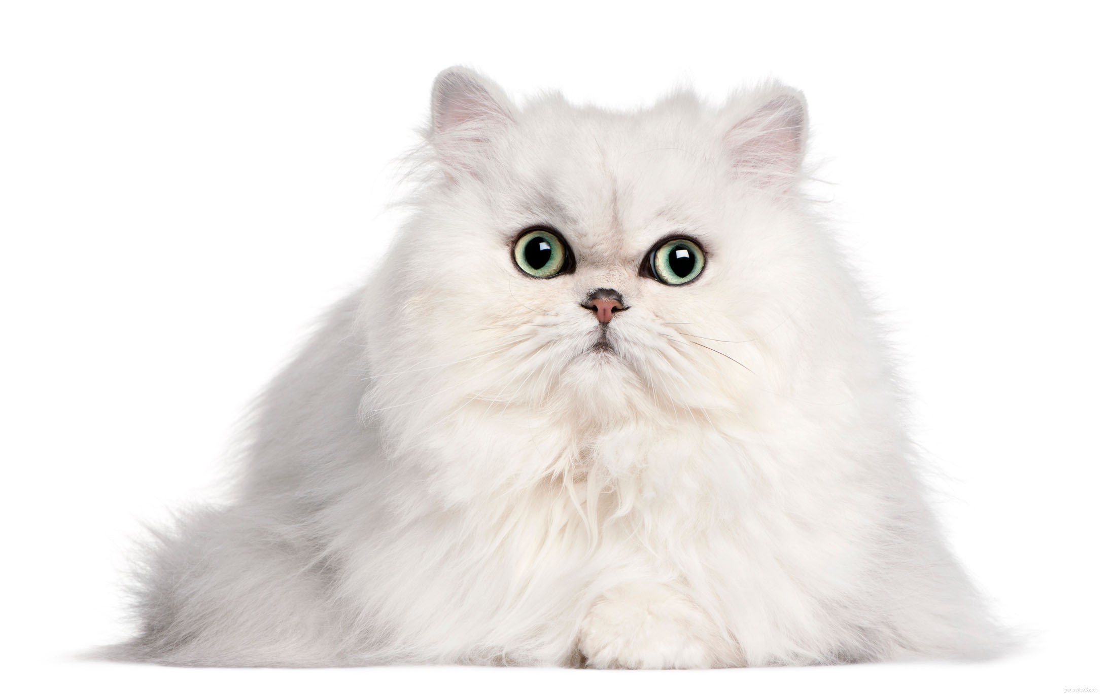 Informações sobre a raça do gato persa Perfil da raça